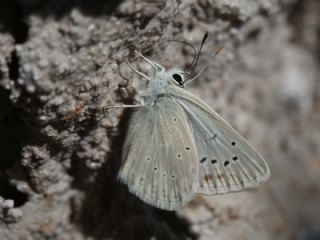 okgzl Toros Mavisi (Aricia isauricus)