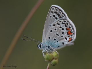 okgzl Gm Mavi (Albulina loewii)