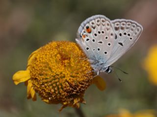 �okg�zl� G�m�� Mavi&nbsp;(Albulina&nbsp;loewii)