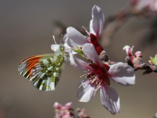 Turuncu Ssl (Anthocharis cardamines)