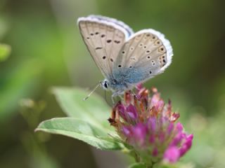 okgzl Byk Turanmavisi (Polyommatus myrrha)