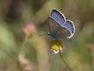 okgzl Anadolu illi Mavisi (Polyommatus ossmar)