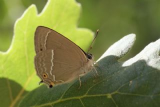 Morme�e&nbsp;(Favonius&nbsp;quercus)