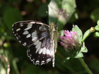 Kara Melike (Melanargia syriaca)