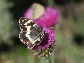 Kara Melike (Melanargia syriaca)