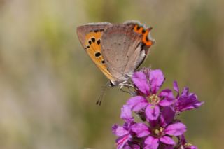 Benekli Bakr Gzeli (Lycaena phlaeas)