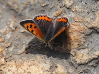 Benekli Bakr Gzeli (Lycaena phlaeas)