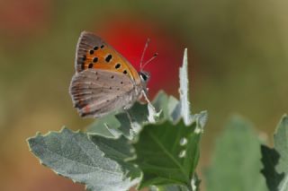 Benekli Bakr Gzeli (Lycaena phlaeas)