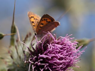 Benekli Bakr Gzeli (Lycaena phlaeas)