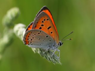 Byk Bakr Gzeli (Lycaena dispar)