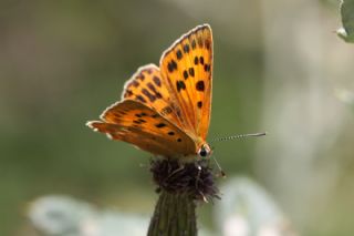 Orman Bakr Gzeli (Lycaena virgaureae)