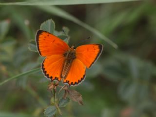 Orman Bakr Gzeli (Lycaena virgaureae)