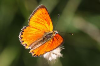 Orman Bak�r G�zeli&nbsp;(Lycaena&nbsp;virgaureae)
