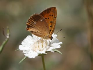 Orman Bakr Gzeli (Lycaena virgaureae)