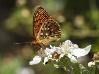 G�zel �nci&nbsp;(Argynnis&nbsp;aglaja)