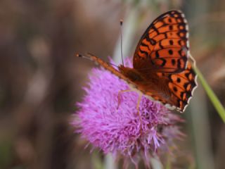 Gzel nci (Argynnis aglaja)