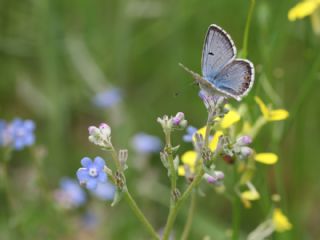 okgzl Balkan Mavisi (Aricia anteros )