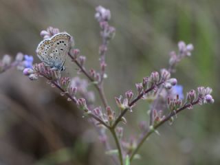 okgzl Balkan Mavisi (Aricia anteros )