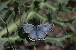 okgzl Balkan Mavisi (Aricia anteros )
