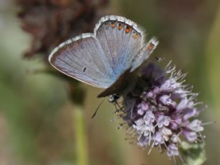 okgzl Balkan Mavisi (Aricia anteros )