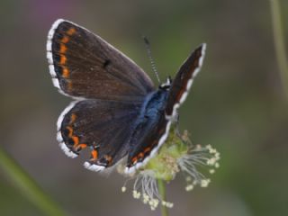 okgzl Balkan Mavisi (Aricia anteros )