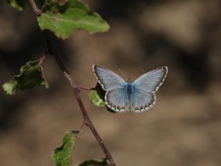 okgzl Balkan Mavisi (Aricia anteros )