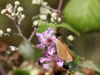 Beyaz illi Kara Zpzp (Pelopidas  thrax)