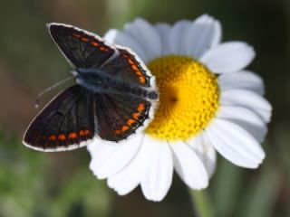 okgzl Esmer (Aricia agestis)