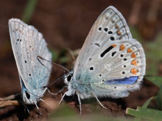 okgzl Mavi (Polyommatus icarus)