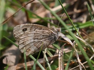 Seyit (Arethusana arethusa)