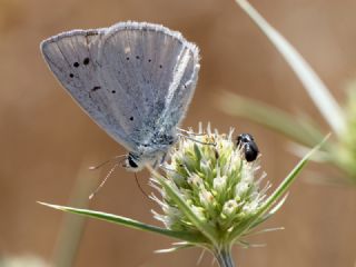 okgzl Anadolu Beyaz (Polyommatus menalcas)