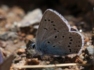 �okg�zl� Amanda&nbsp;(Polyommatus&nbsp;amandus)