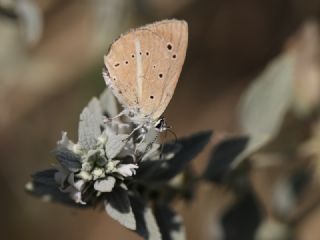 ? Agro Tr (Tanmsz) (Agrodiaetus sp.)