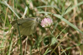 Yalanc Beyazmelek (Pieris pseudorapae)