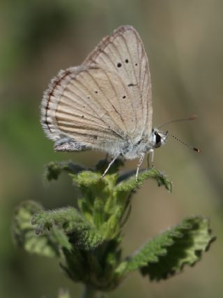 okgzl Anadolu Beyaz (Polyommatus menalcas)