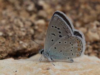 okgzl Kk Turan Mavisi (Polyommatus cornelius)