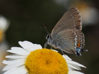 G�zel Sevbeni&nbsp;(Satyrium&nbsp;spini)