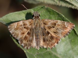 Hatmi Zpzp (Carcharodus alceae)