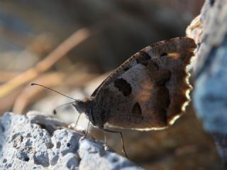 Cad (Chazara briseis)