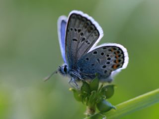 Gm Lekeli Esmergz (Plebejus argus)