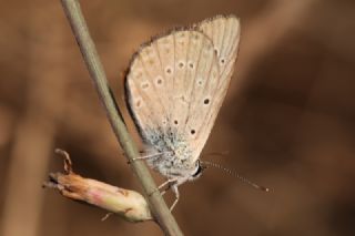 Anormal okgzl (Polyommatus admetus)