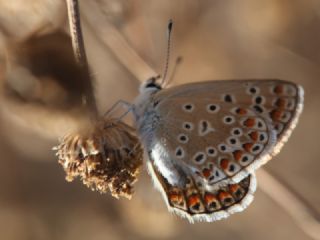 okgzl Mavi (Polyommatus icarus)