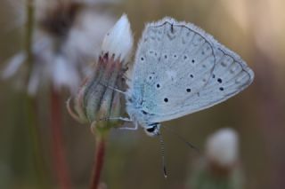 okgzl Dafnis (Polyommatus daphnis)