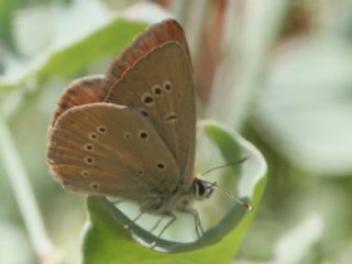 Anormal okgzl (Polyommatus admetus)