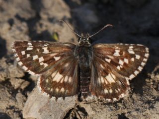 Gzel Zpzp (Pyrgus cinarae)