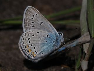 okgzl Amanda (Polyommatus amandus)