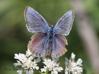 Anadolu Esmergz (Plebejus modicus)