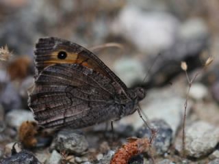 Mersin Kzlmelei (Hipparchia mersina)