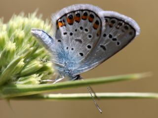 Gm Lekeli Esmergz (Plebejus argus)