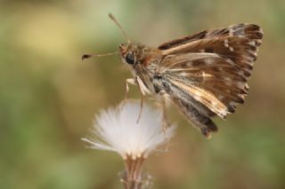 Hatmi Zpzp (Carcharodus alceae)